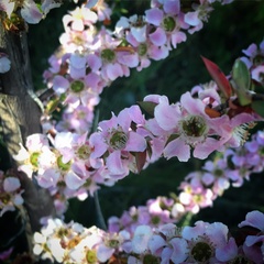Leptospermum squarrosum