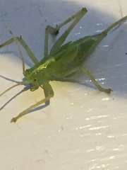 Meconema thalassinum