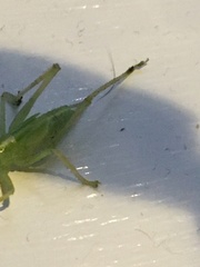 Meconema thalassinum