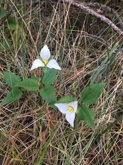 Pseudotrillium rivale