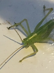 Meconema thalassinum