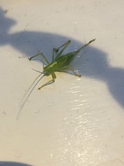 Meconema thalassinum