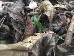 Mycena austrofilopes