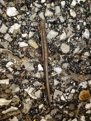 Plethodon electromorphus