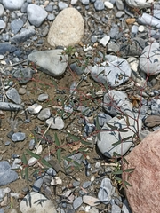 Euphorbia cumbrae