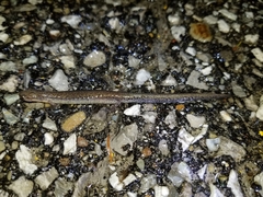 Plethodon electromorphus
