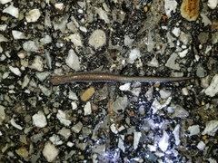Plethodon electromorphus