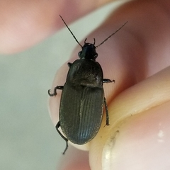 Chlaenius tomentosus