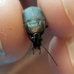 Chlaenius tomentosus