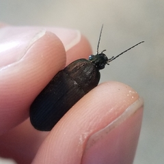 Chlaenius tomentosus