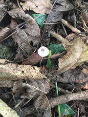 Mycena austrofilopes