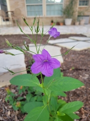Magnoliopsida