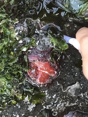 Cnemidocarpa finmarkiensis