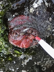 Cnemidocarpa finmarkiensis