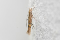 Cosmopterix fernaldella
