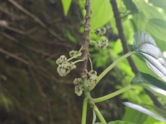 Dendrocnide meyeniana