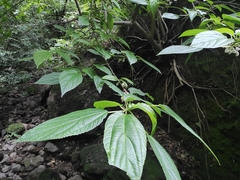 Dendrocnide meyeniana