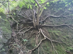 Dendrocnide meyeniana