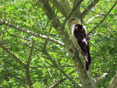 Daptrius chimachima cordatus