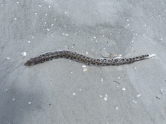 Echiophis intertinctus