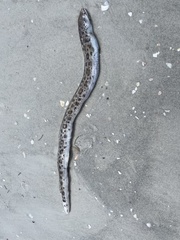 Echiophis intertinctus