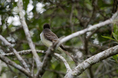 Myiarchus stolidus
