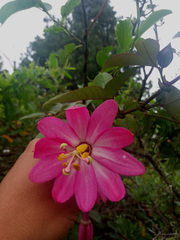Passiflora cumbalensis