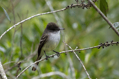 Myiarchus stolidus