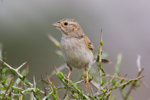 Cassin's Sparrow