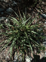 Agave bracteosa