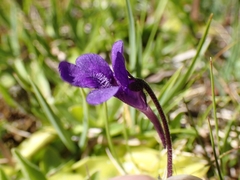 Pinguicula
