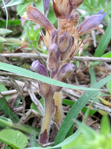 Image of Phelipanche ramosa by (c) Alison Northup, some rights reserved (CC BY)