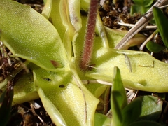 Pinguicula