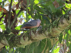 Zenaida auriculata caucae