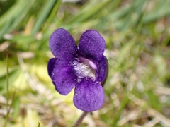 Pinguicula