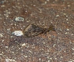 Cryptothelea gloverii