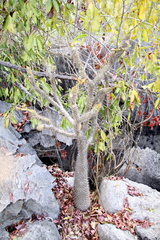 Pachypodium