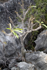 Pachypodium