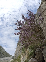 Leucophyllum langmaniae