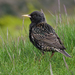 Shetland Islands Starling - Photo (c) Nik Borrow, some rights reserved (CC BY-NC), uploaded by Nik Borrow