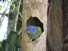 Pionus menstruus rubrigularis