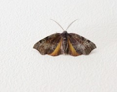 Achrosis rondelaria