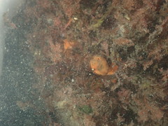 Homaxinella amphispicula