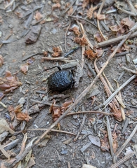 Cychrus tuberculatus