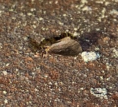 Cryptothelea gloverii