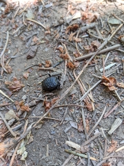 Cychrus tuberculatus