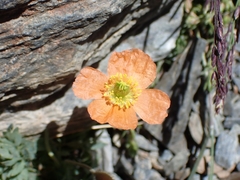 Papaver lapeyrousianum