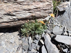 Papaver lapeyrousianum