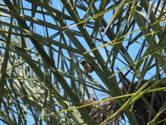 Tiaris olivaceus pusillus