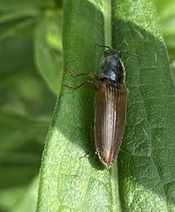 Hemicrepidius decoloratus